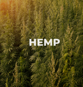 Hemp plants stand in an open field as the sun sets.