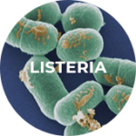 Icon depicting listeria.