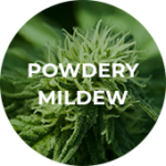 Icon depicting powdery mildew.