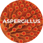 Icon depicting aspergillus.