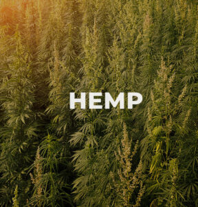 Hemp plants stand in an open field as the sun sets.