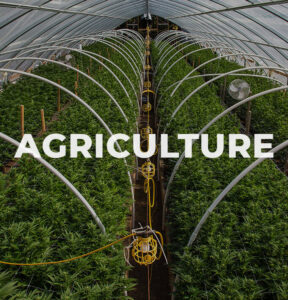 Cannabis plants sit under a tent in an indoor grow house.