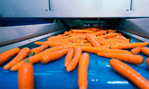 Freshly washed carrots move forward on a conveyer belt in a food processing plant.