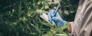 A technician hand writes notes while examining a Cannabis plant.