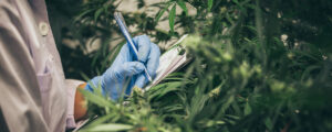 A technician hand writes notes while examining a Cannabis plant.