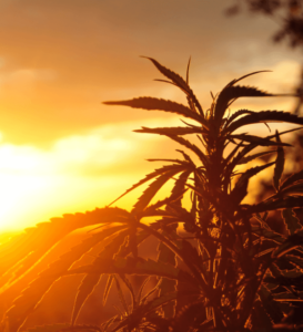 Close-up of cannabis plants as the sun sets behind them