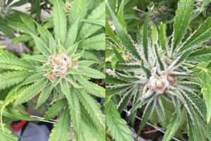 Hop Latent Viroid on Cannabis plant